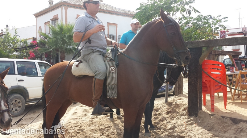 Se vende caballo manso. Precio negociable. Español con cruce de árabe. - Caballos Capados Hispano-Arabe
