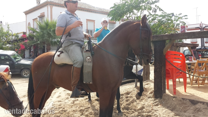 Se vende caballo manso. Precio negociable. Español con cruce de árabe. - Hispano-Arabe