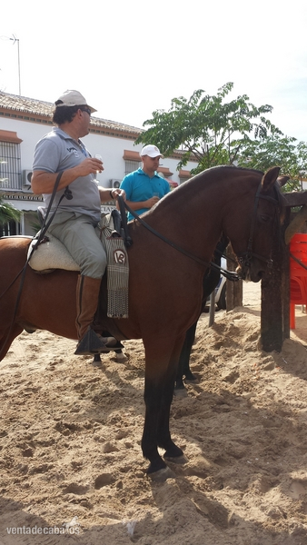 Se vende caballo manso. Precio negociable. Español con cruce de árabe. - Caballos Capados