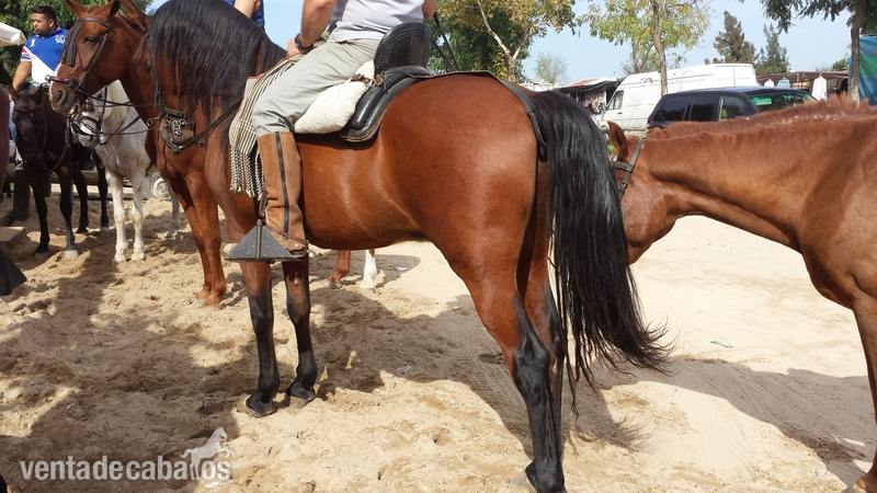 Se vende caballo manso. Precio negociable. Español con cruce de árabe.
