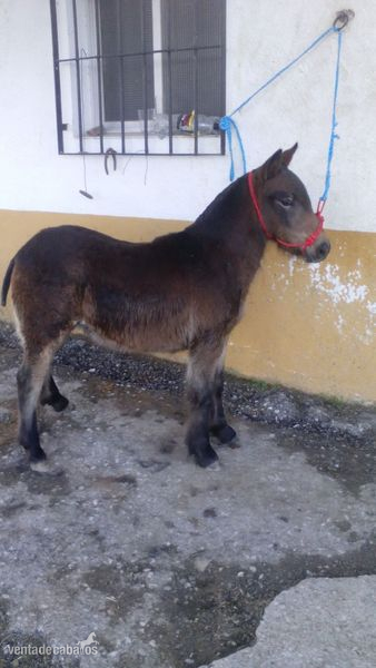 PONY DE 1 AÑO MUY MANSA Y NOBLE in 
