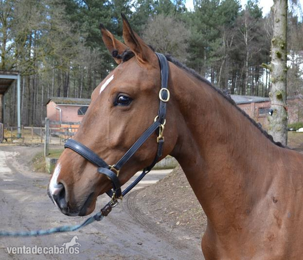 Joven Caballo BWP de LINEA TOP. Numero Uno X Silbersee in 