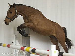 Warmblood