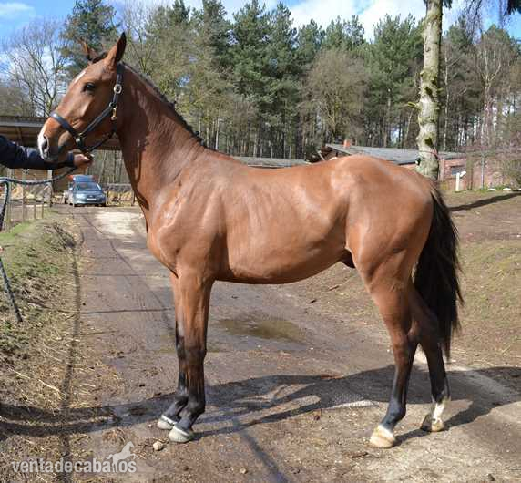 Warmblood {TYPE}