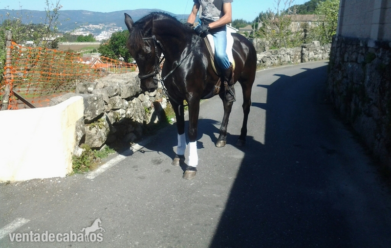 se vende yegua pre in 
