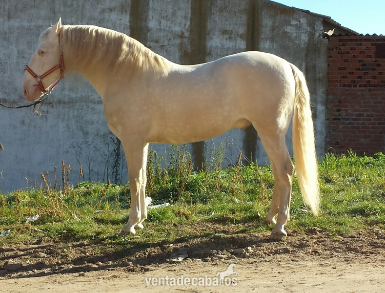 albino lusitano en alta escuela espectacular in 