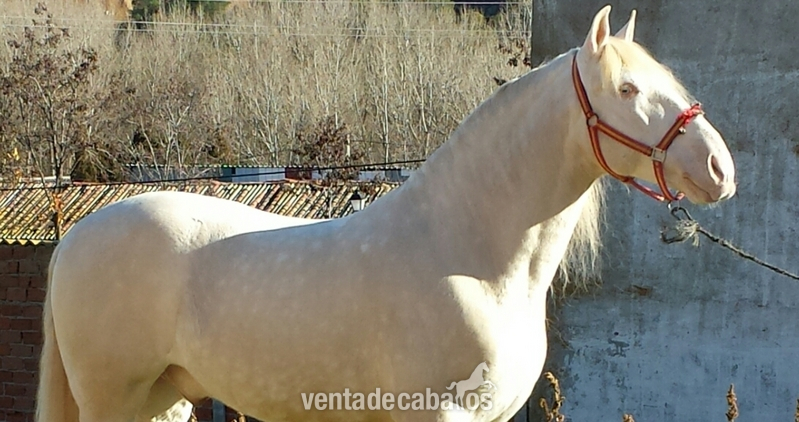 albino lusitano en alta escuela espectacular - Caballos Capados in 