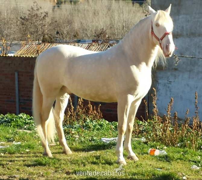 albino lusitano en alta escuela espectacular - Caballos Capados