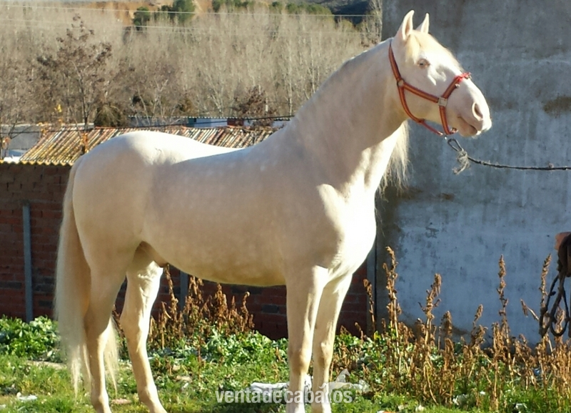 albino lusitano en alta escuela espectacular 