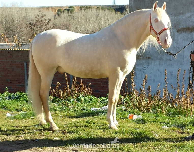 Caballos Capados - albino lusitano en alta escuela espectacular in 