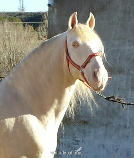 Caballos Capados - albino lusitano en alta escuela espectacular