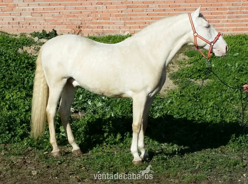 Lusitano