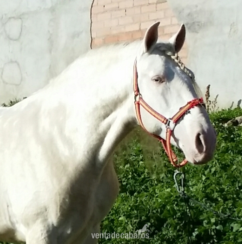 Lusitano {TYPE}
