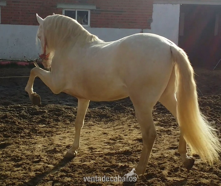 Caballos Capados Lusitano - albino lusitano en alta escuela espectacular