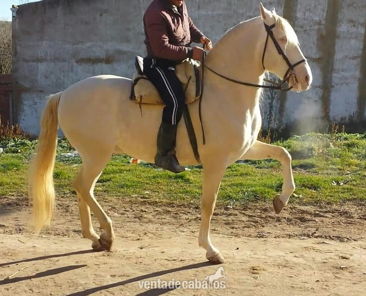 albino lusitano en alta escuela espectacular - Caballos Capados Lusitano