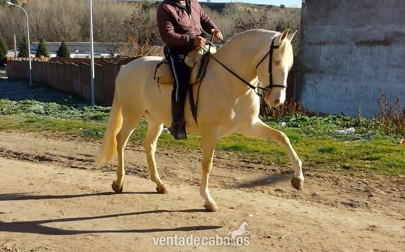 albino lusitano en alta escuela espectacular - Lusitano