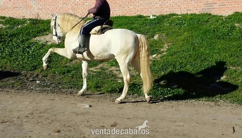 albino lusitano en alta escuela espectacular - Caballos Capados