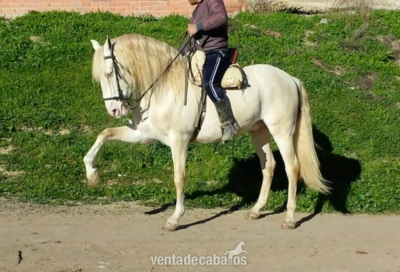 albino lusitano en alta escuela espectacular