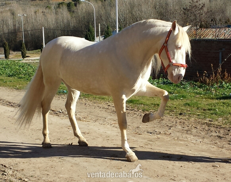  albino lusitano en alta escuela espectacular