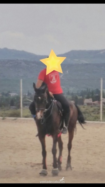 CABALLO CRUZADO ROBUSTO in 
