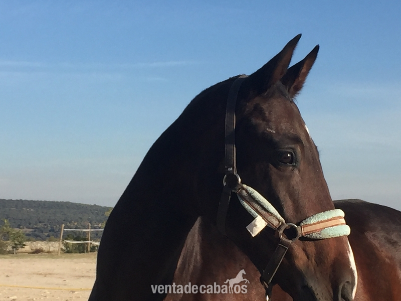 Cruzado {TYPE}