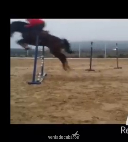 CABALLO CRUZADO ROBUSTO - Cruzado