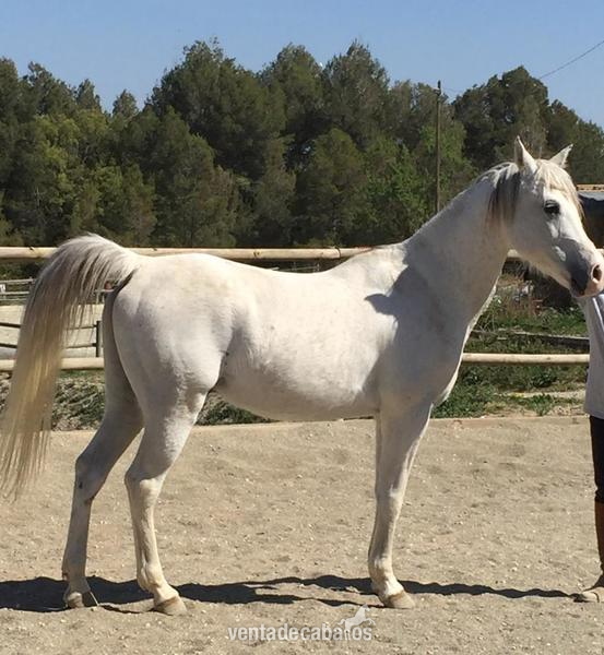 Venta de Caballo arabe in 