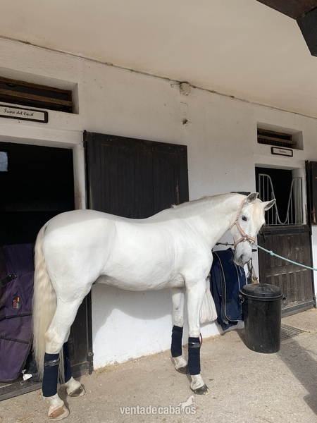 VENTA CABALLO PRE in 