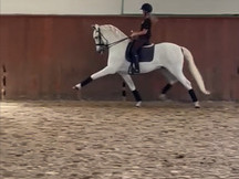 VENTA CABALLO PRE