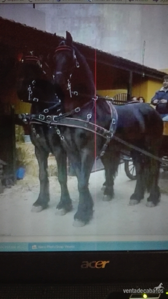 Frison