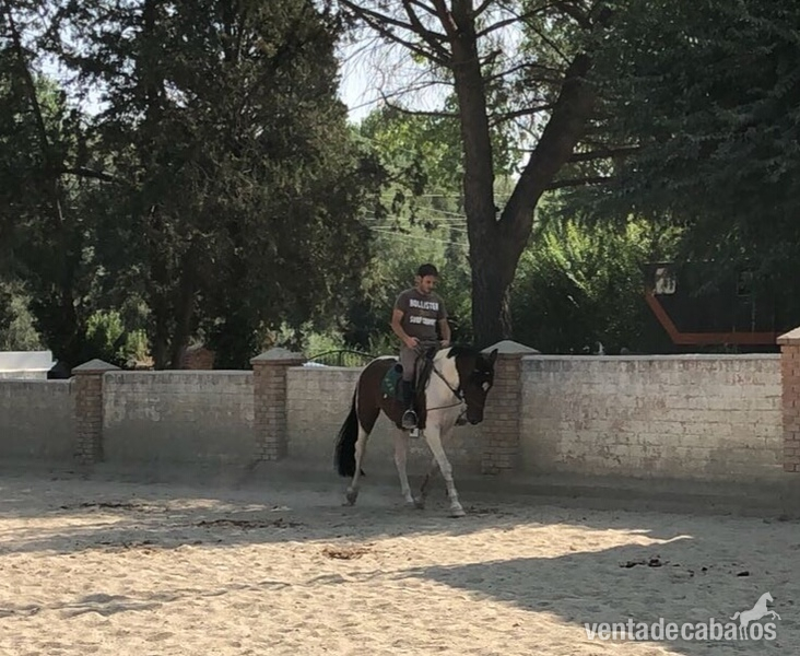 Se vende pony D in 