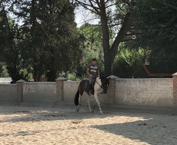 Se vende pony D