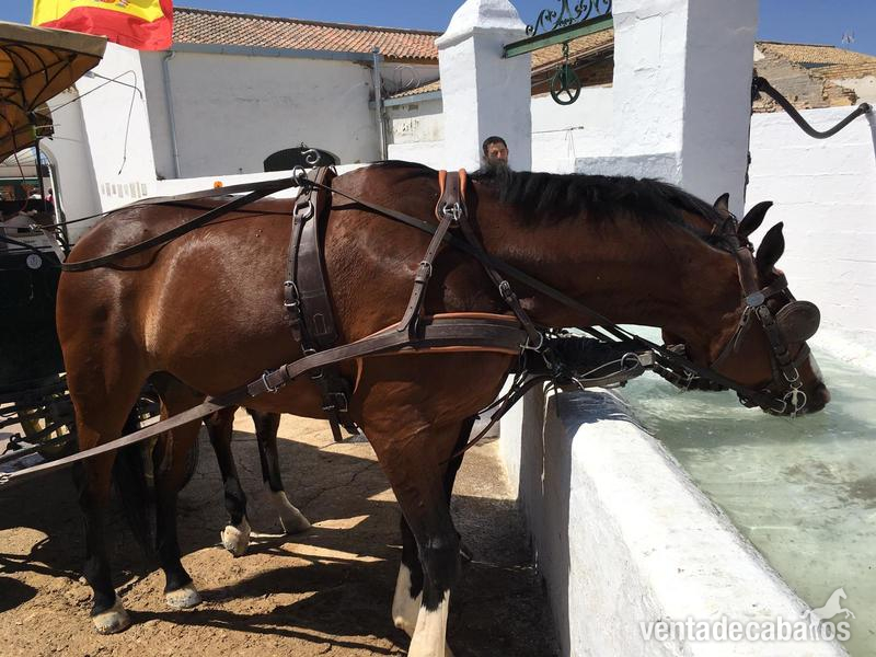 Tronco de caballos Kwpn in 