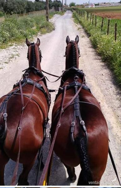 Caballos Capados KWPN - Tronco de caballos Kwpn