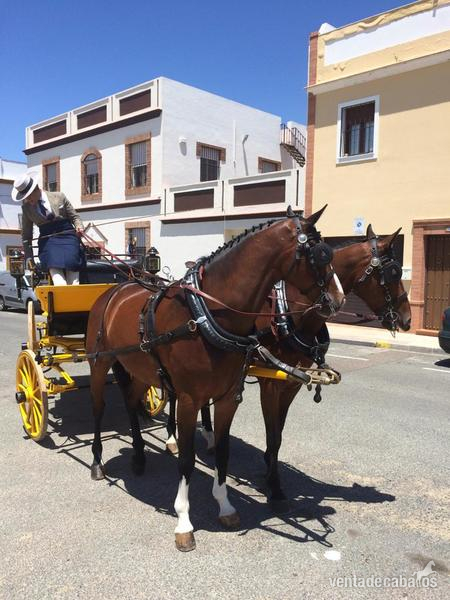 Tronco de caballos Kwpn - Caballos Capados KWPN