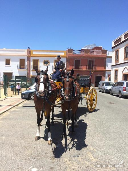 Tronco de caballos Kwpn - KWPN