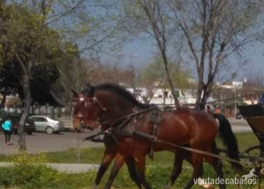 Tronco de caballos Kwpn - Caballos Capados