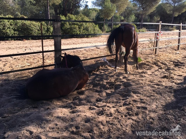 Tronco de caballos Kwpn