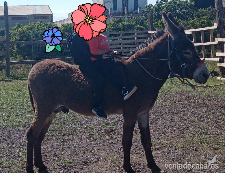 Burro  español  muy noble  montado por niños   in 