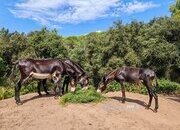 Venta de Burros catalanes cese de actividad