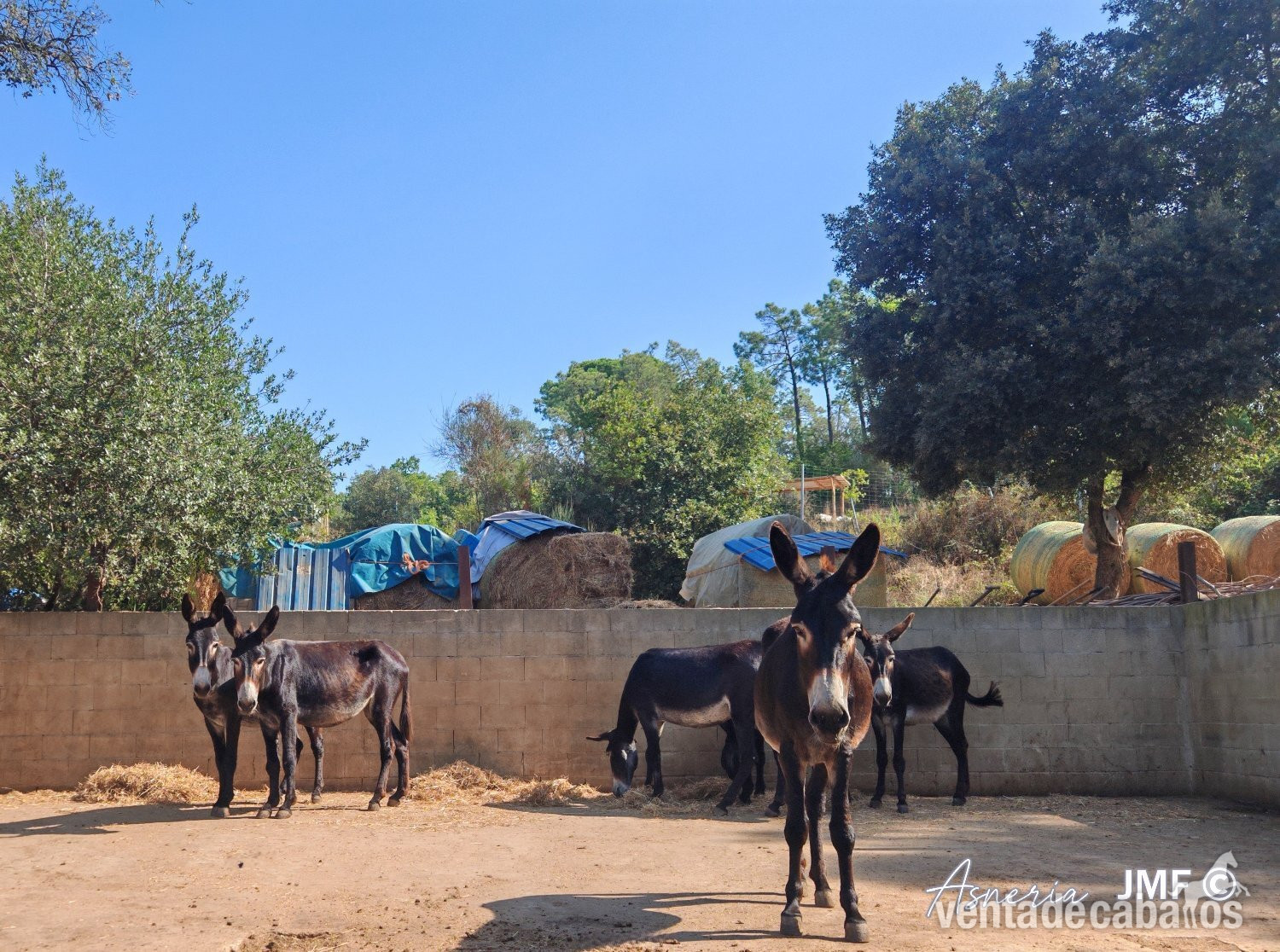 Burros EMPTY - Venta de Burros catalanes cese de actividad