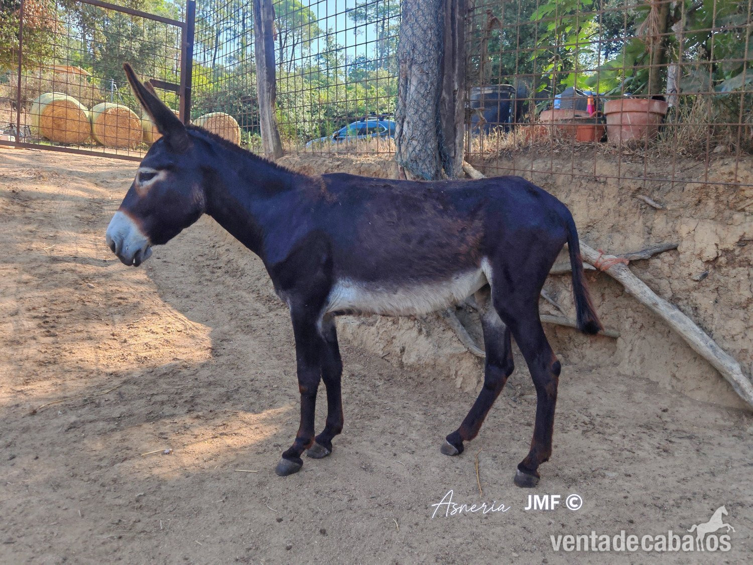 Venta de Burros catalanes cese de actividad - Burros EMPTY