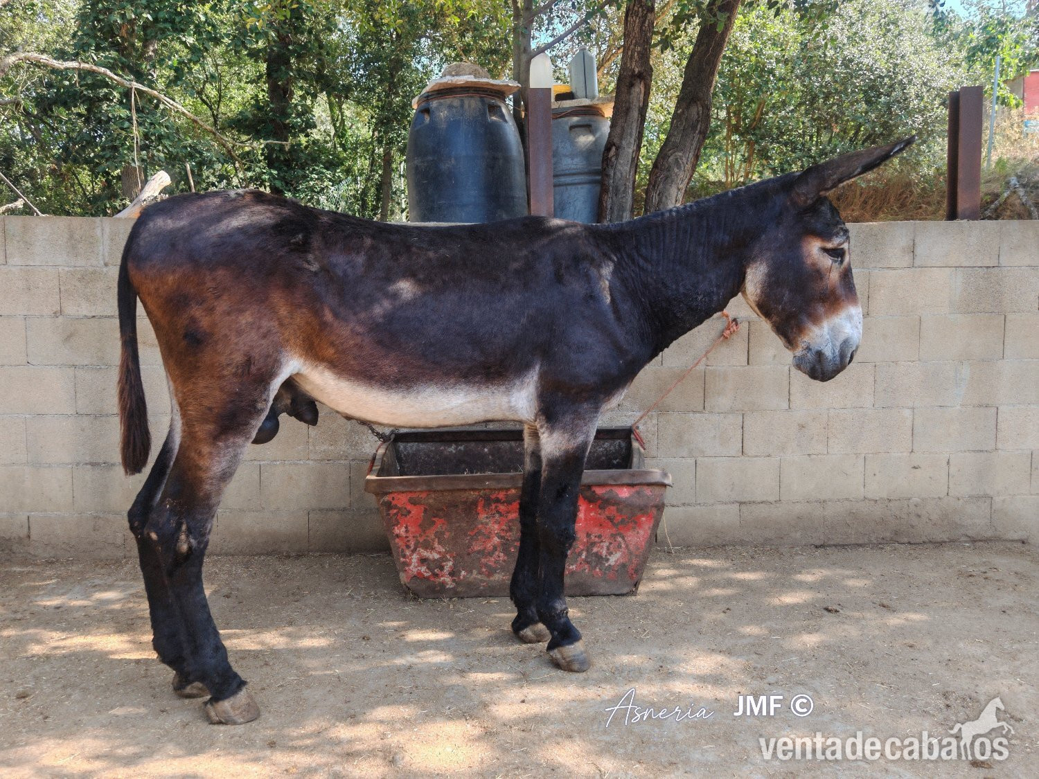 Venta de Burros catalanes cese de actividad - EMPTY