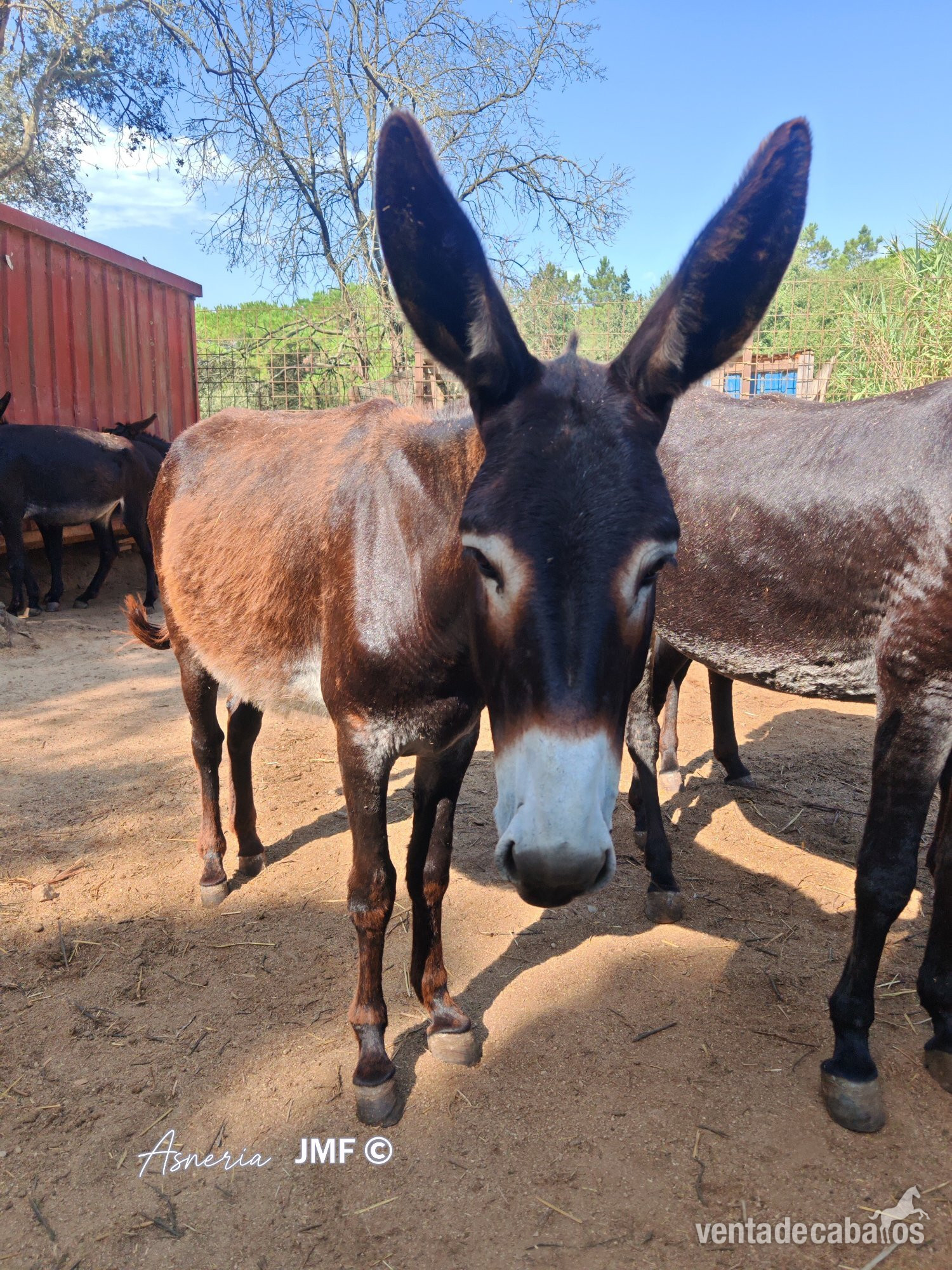 Venta de Burros catalanes cese de actividad - Burros
