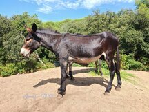 Venta de Burros catalanes cese de actividad