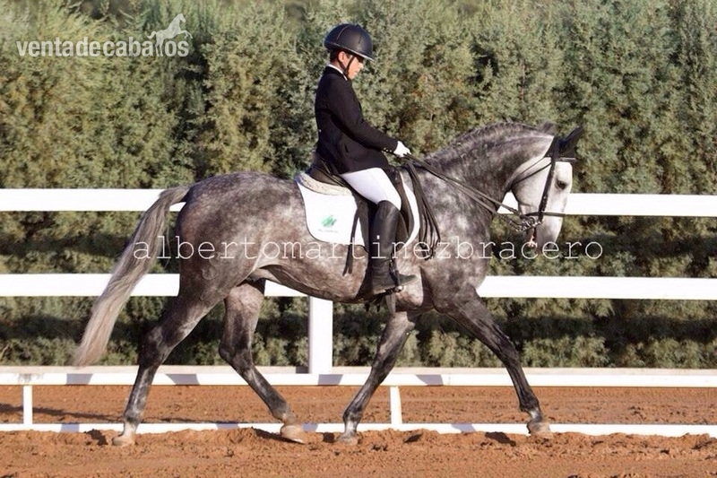 Se vende excelente lusitano in 