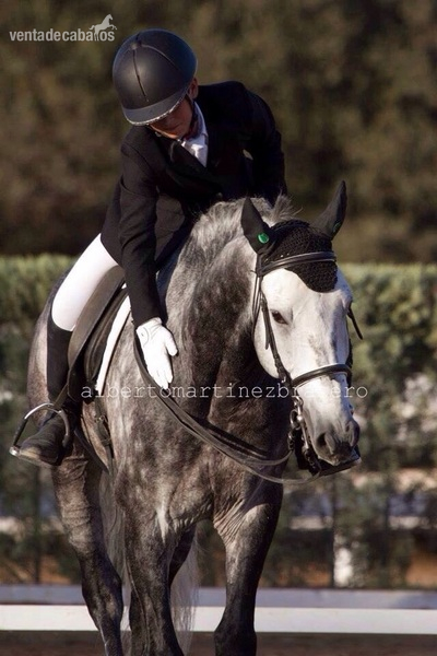 Lusitano