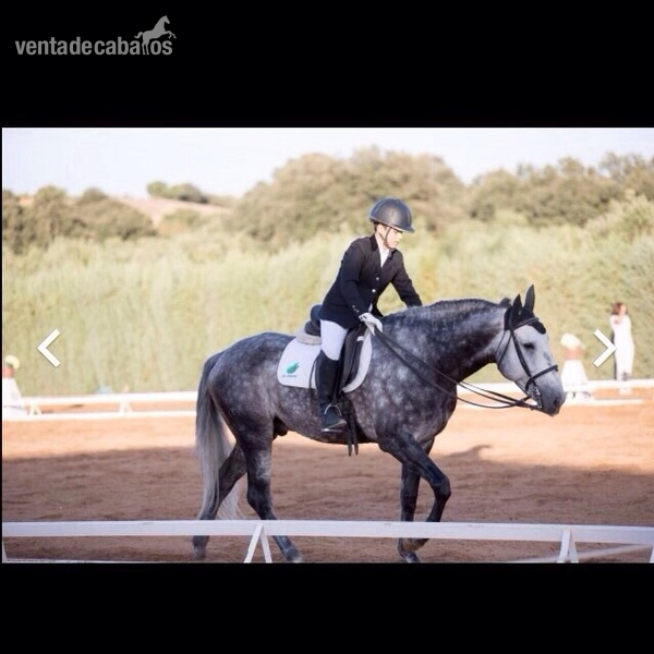 Lusitano {TYPE}