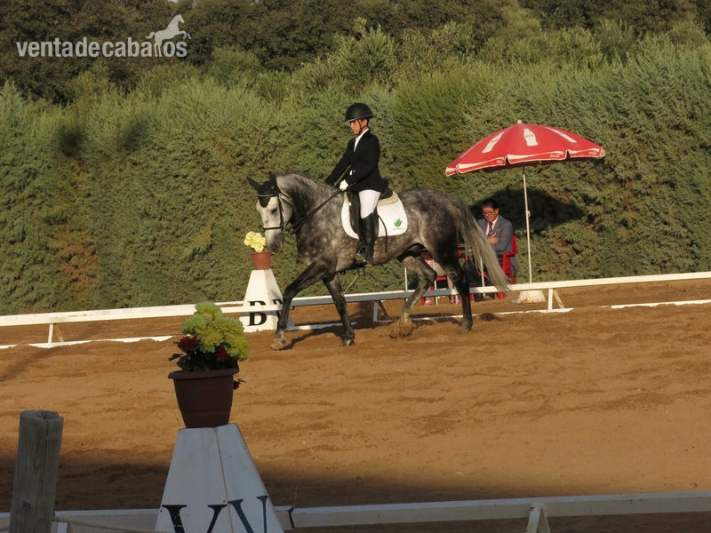 Caballos Capados Lusitano - Se vende excelente lusitano