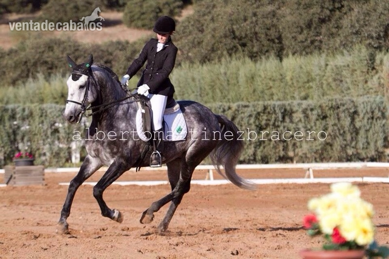 Se vende excelente lusitano - Caballos Capados Lusitano